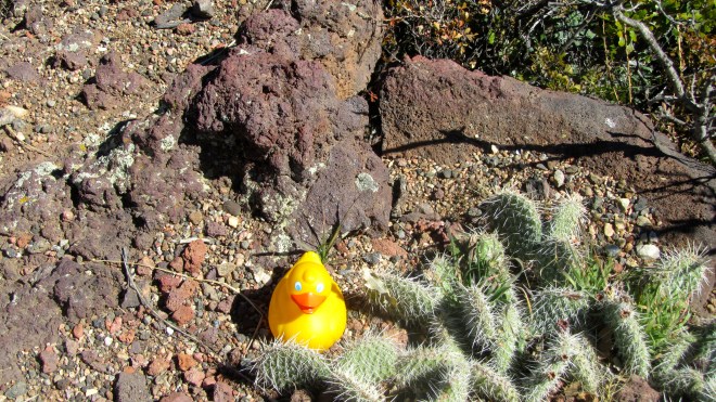 Cactus in dormant volcano