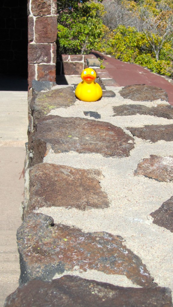 Zeb the duck on lava and cement wall