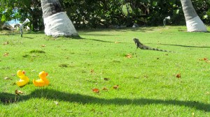 Ducks first view of iguana