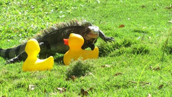 Kissed by an iguana!