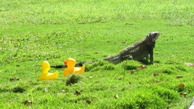 The iguana kisses and leaves