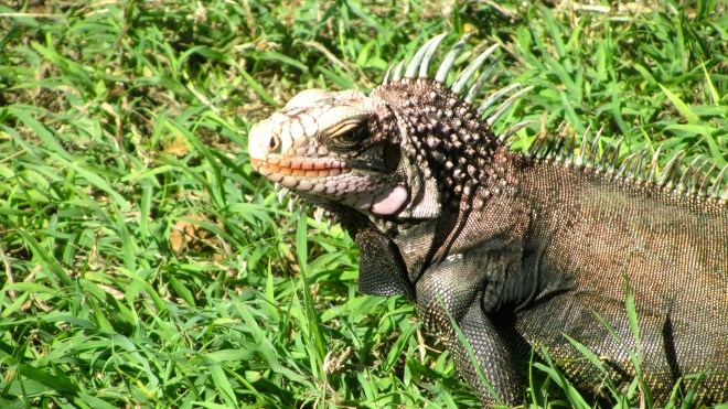 Kissed by this iguana
