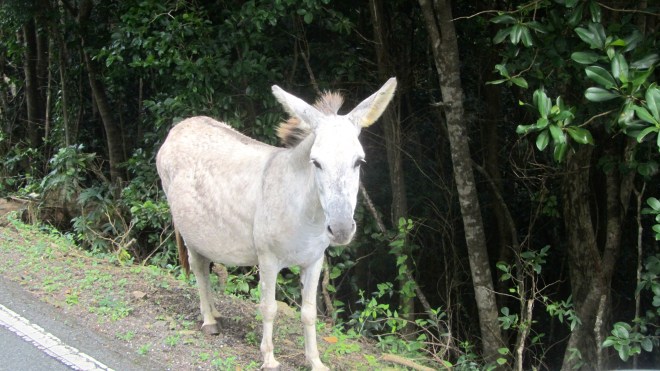 Wild but friendly donkey