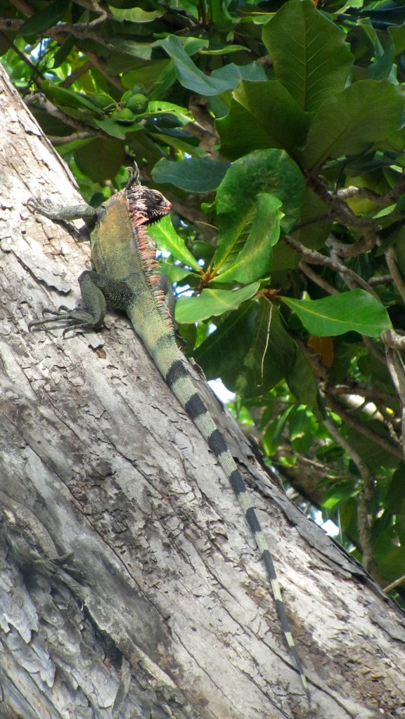 Iguanas like trees