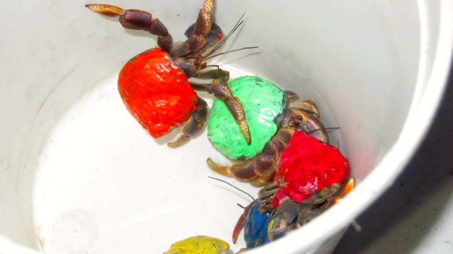 Hermit crabs waiting