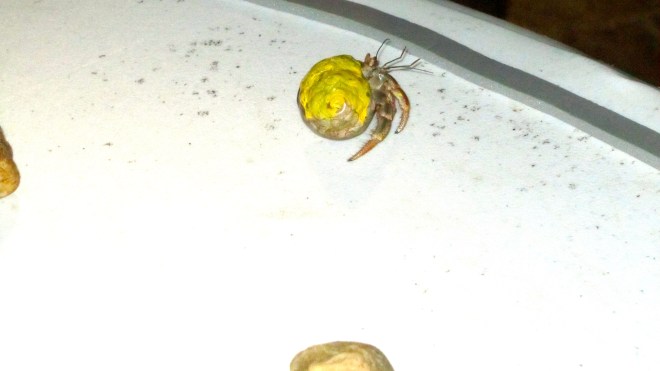 Yellow crab wins!