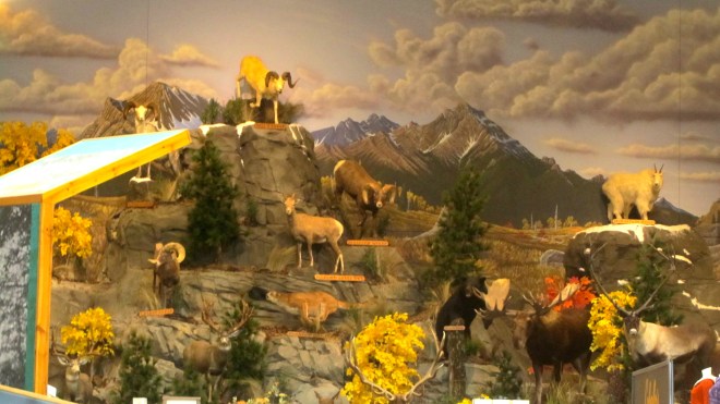 Great wildlife display