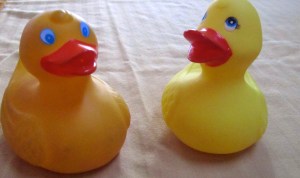 Zeb the Duck with Alaska cousin.