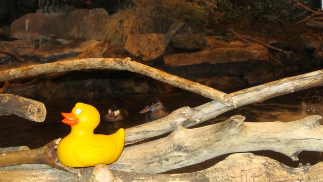 Ruddy ducks behind me