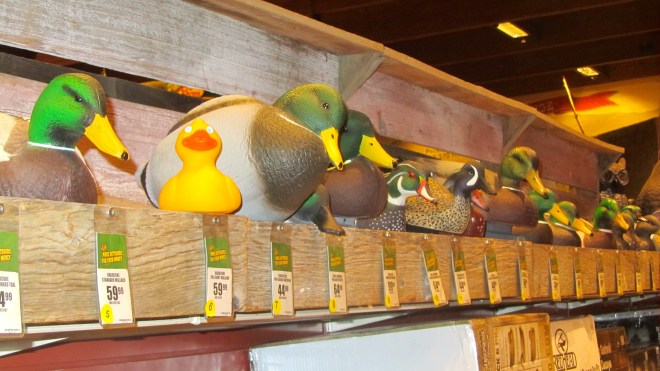 I am with all these duck decoys