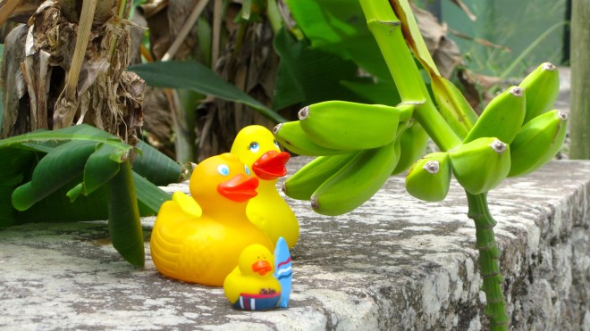 Alaska cousin, Zeb and Saba Surfer Ducks
