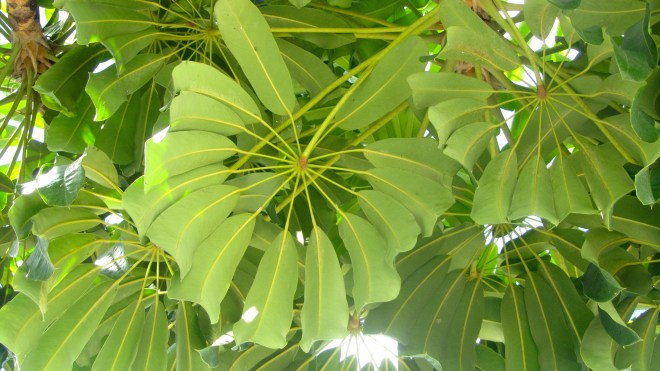 Different view of leaves