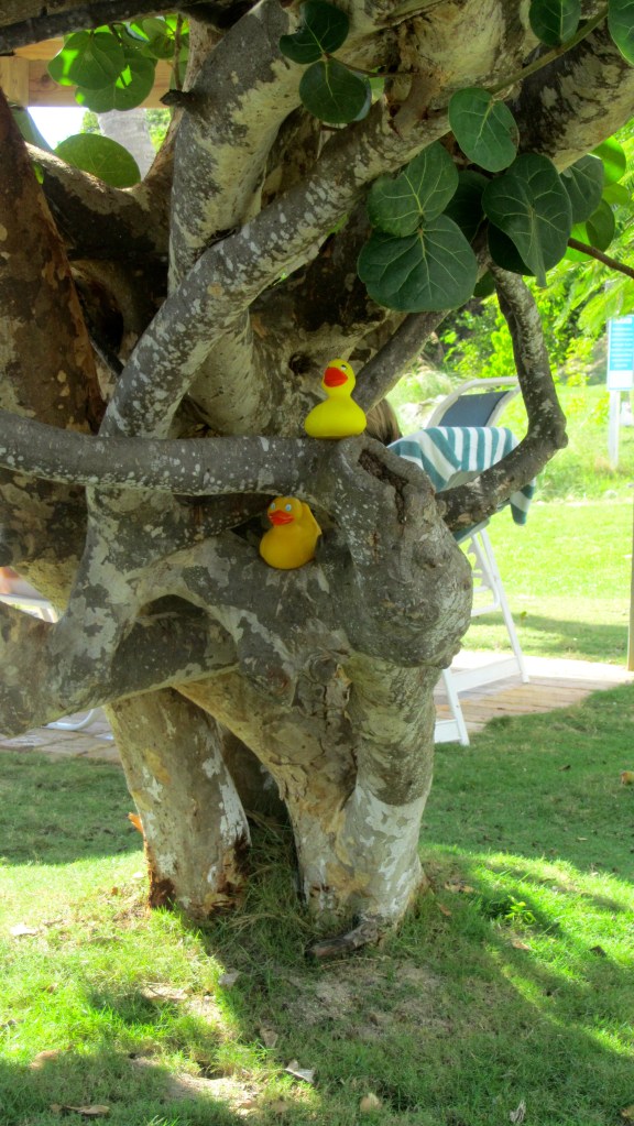 Great tree trunk for ducks