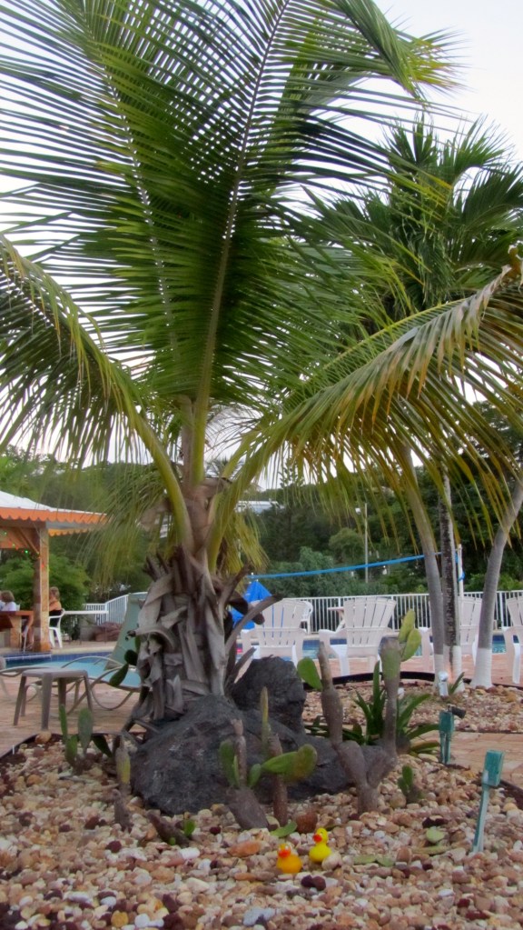 Palm tree with cacti