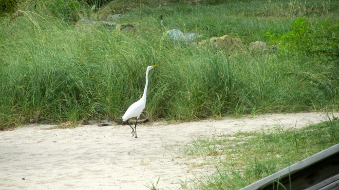 Our white crane