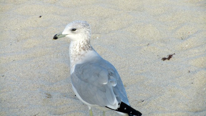 I find friends everywhere