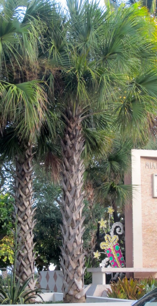 Pretty trunks on these palm trees