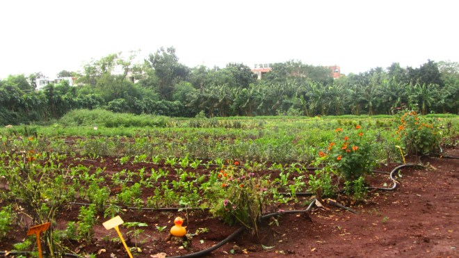 Vegetable field