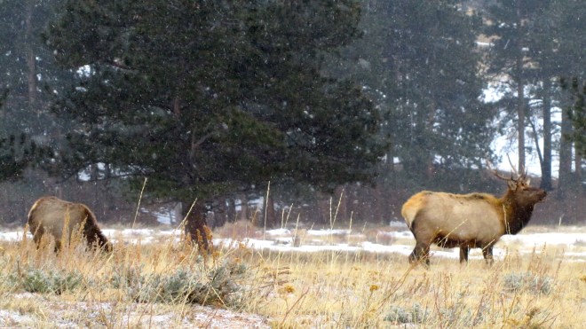 Elk grazing as snow begins to fall