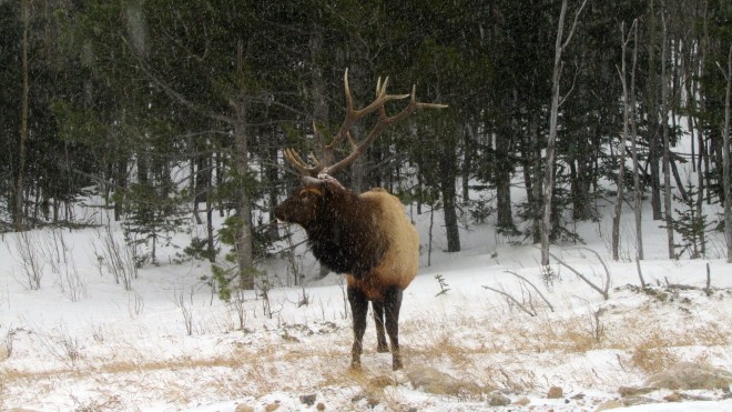 Bull elk in the snow