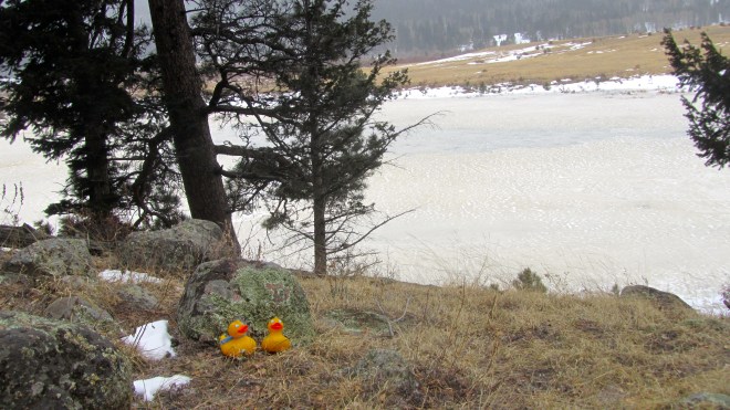 Frozen lake in the park