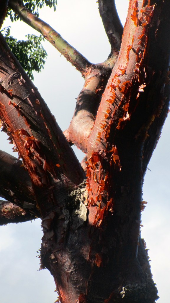 Red bark. Pretty