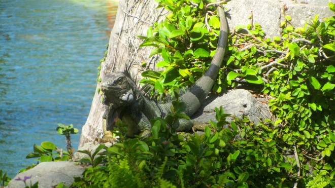 We welcomed the iguana