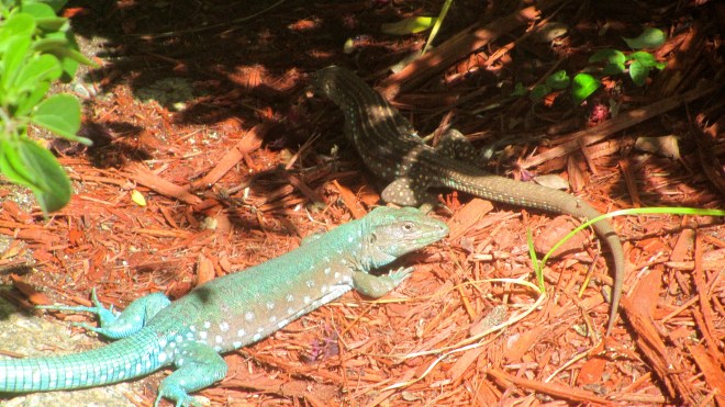 Think we have a pair of whiptail lizards