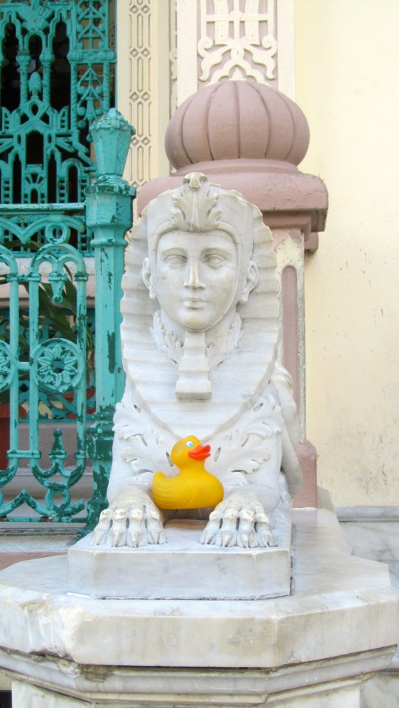 Zeb the Duck at rest