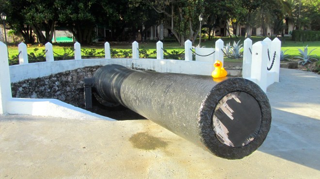 Wow!  This is big especially for a small duck