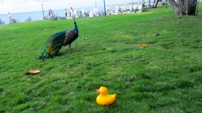 This peacock is my new friend.