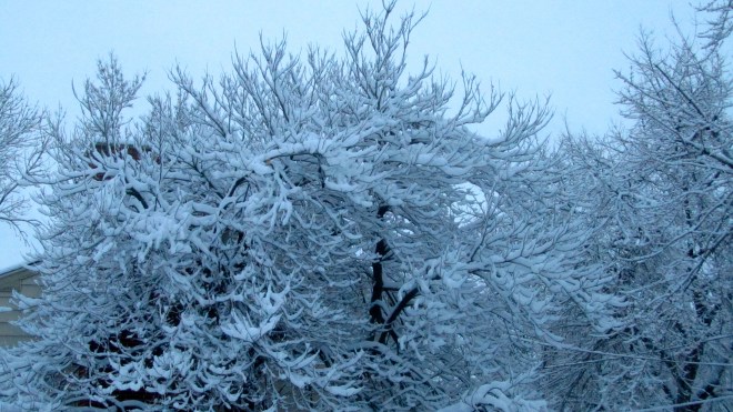 Snow coated tree