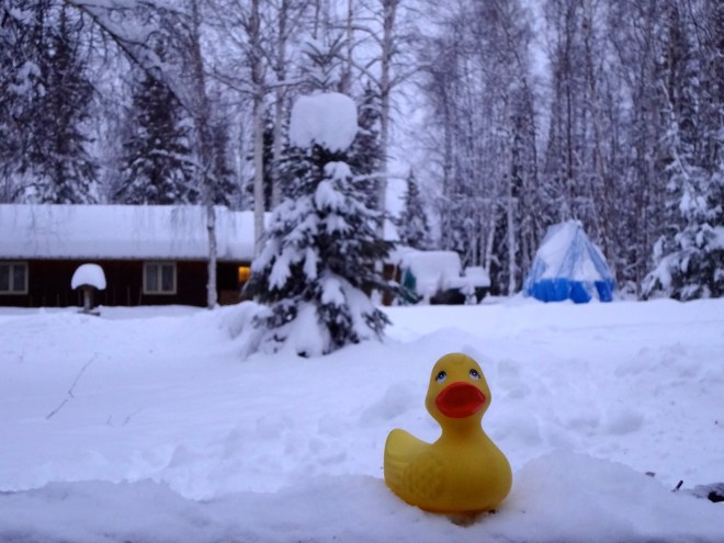 Snow hat on tree behind Eider