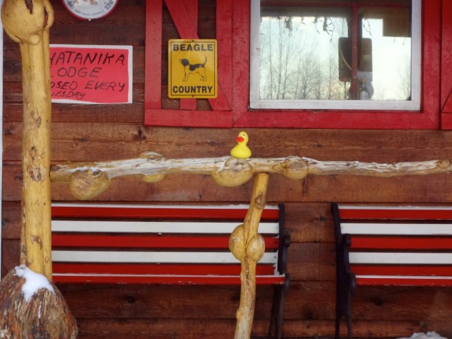 Eider on spruce rail with bumps