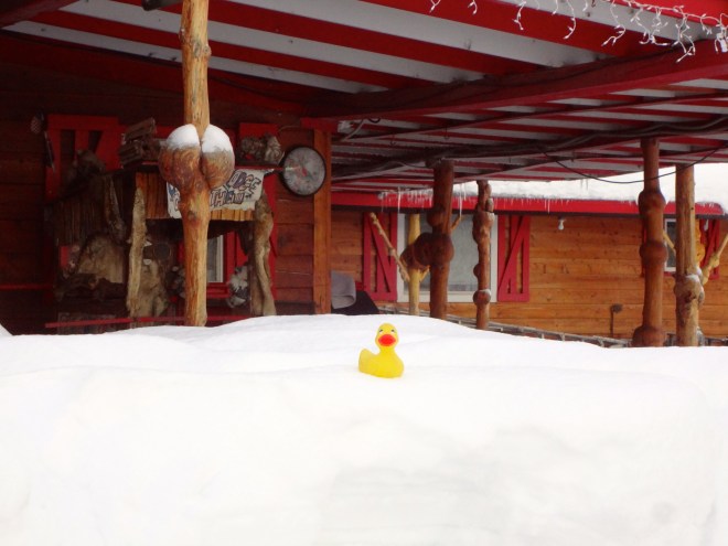 Eider on snow bank.  Brrr