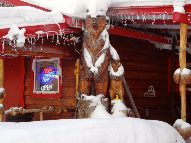Eider on snowy bears