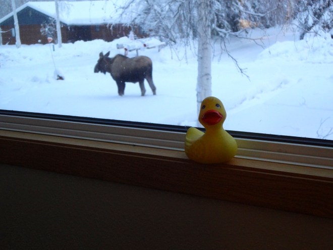 Can we have a moose?