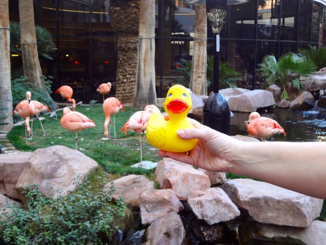 Eider at Flamingo's Wildlife Habitat