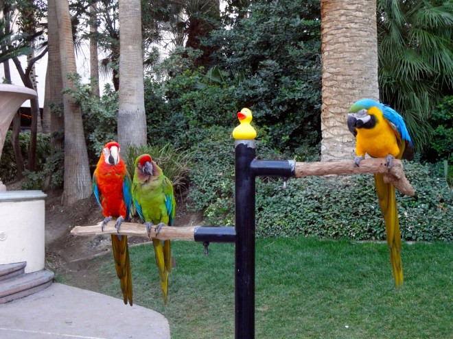 Eider and parrot friends
