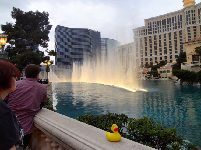 Dancing fountains at the Bellagio with Eider Duck
