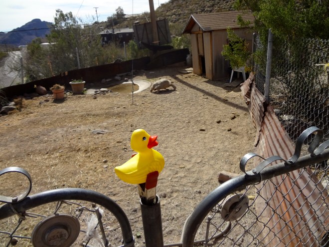 Large live turtle approaching building