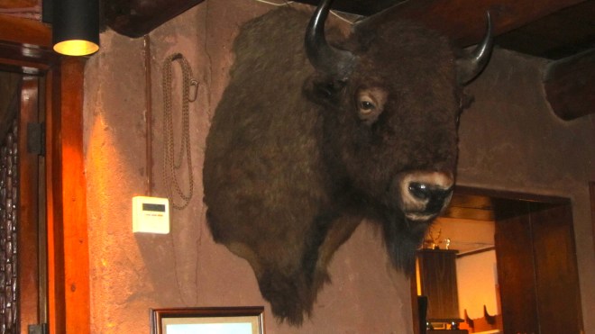 Buffalo at The Fort