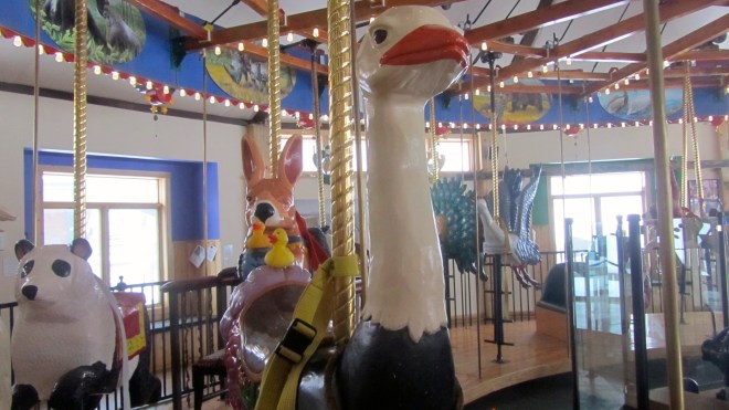 Riding on an ostrich in Colorado