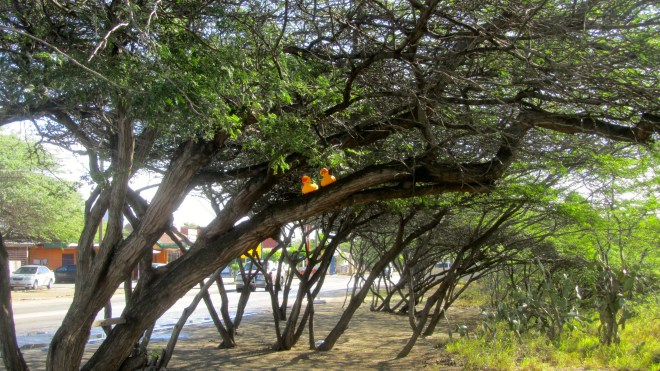 Ducks in a divi divi tree