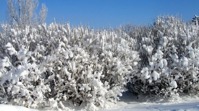 April morning with fresh snow