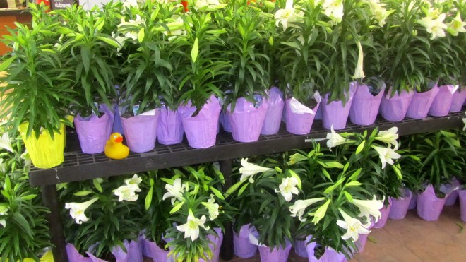 Many Easter Lilies