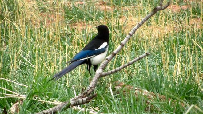He enjoys living at the Garden of the Gods