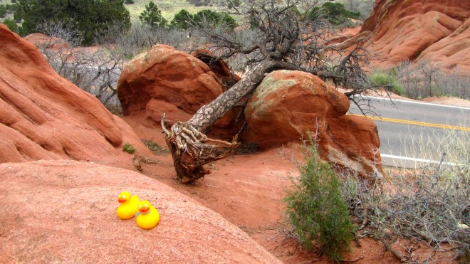 Uprooted tree on rock