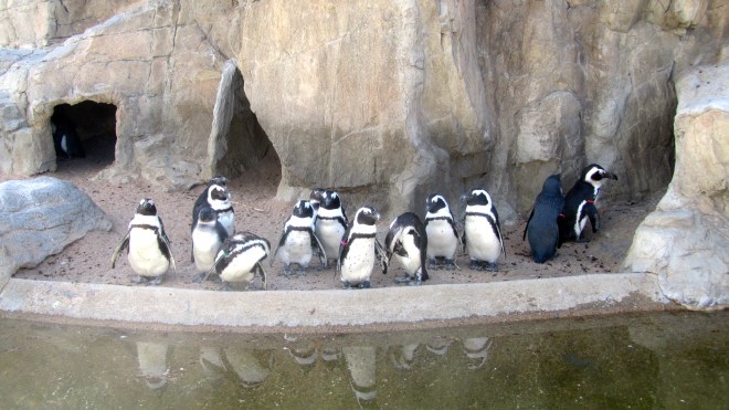 Penguin greeters