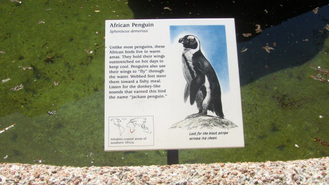 These penguins live in warm climates